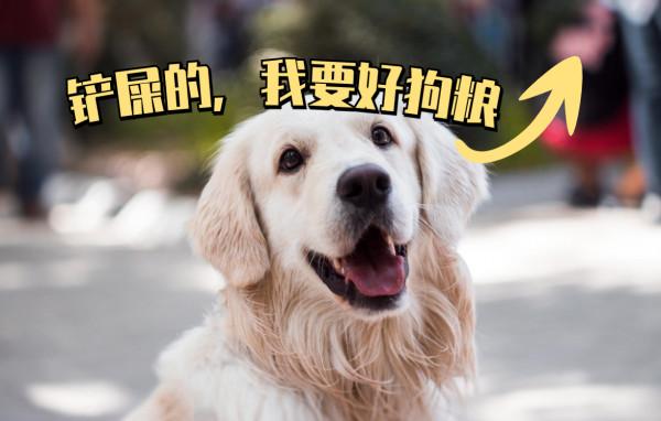 為什麼馬路上被軋死的狗比貓少?真相有5個 為什麼馬路上被軋死的狗比貓少?真相有5個