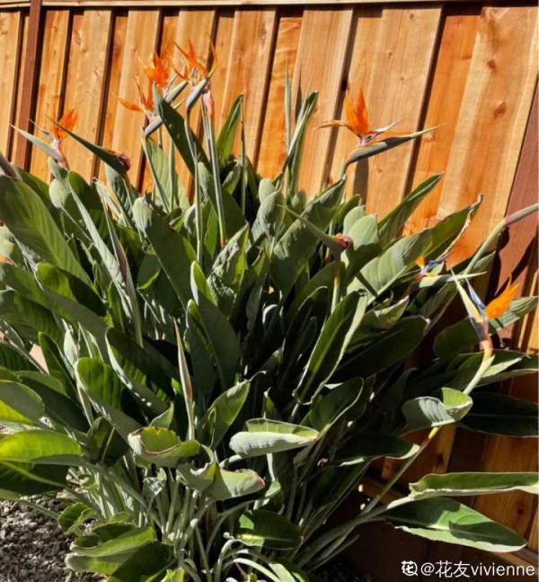 1種花長得像金魚，耐寒好養活，種得越多越壯觀