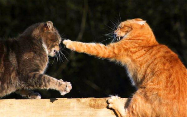 為什麼貓被捏住後頸會變乖?拿捏老虎的後頸,它也會站著不動嗎? 為什麼貓被捏住後頸會變乖?拿捏老虎的後頸,它也會站著不動嗎?