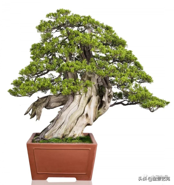 老樹閒看百鳥歸——訪著名盆景藝術家曹志振先生