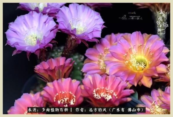 我若盛開，蝴蝶愛來不來