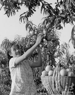 泰安肥城縣六七十年代老照片