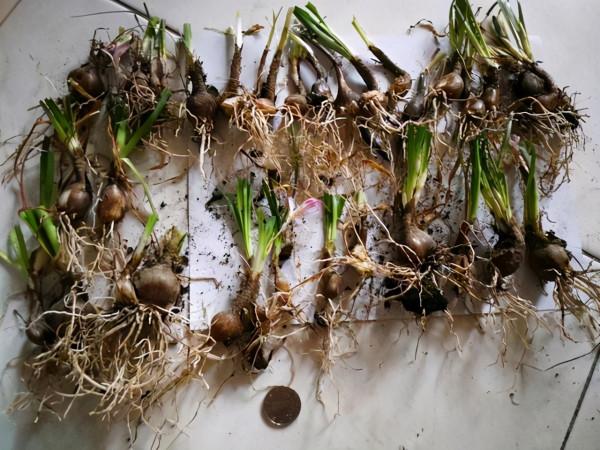 5種漂亮花，自我繁殖力真強，一棵花搖一搖，爆滿小崽花滿地