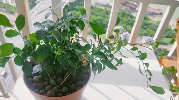 在家養九里香，抓住哪些要點是“頭等大事”？