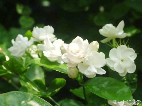 秋天病蟲害氾濫，自制養花殺蟲水，3天就見效