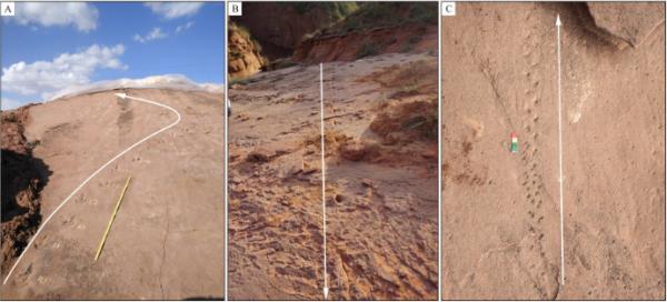 陝西竟然發現了恐龍足跡,是真的麼? 陝西竟然發現了恐龍足跡,是真的麼?