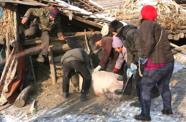 快要過年了,很多大連的農民,又要殺年豬了,你們對此是怎麼看的 快要過年了,很多大連的農民,又要殺年豬了,你們對此是怎麼看的