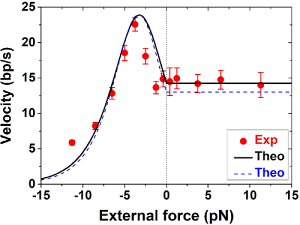 DNA聚合酶分子馬達精確動態工作機理研究獲進展