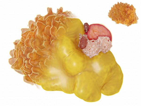 讓脂肪起內訌？從內部全面瓦解脂肪