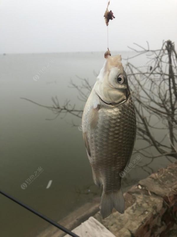 2021垂釣日誌之80，成子湖釣大水面沒想到魚口這麼瘋