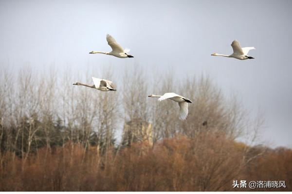 家鵝與天鵝是近親嗎？兼談家鵝與天鵝的區別
