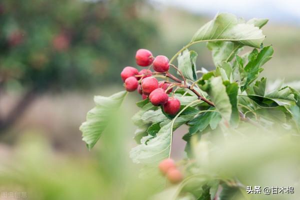 帶你回味童年吃過的46種野果子，記憶中的味道你還記得嗎？