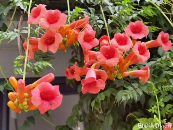 10種“髒髒”花,愛乾淨的人別養,會招蟲子 10種“髒髒”花,愛乾淨的人別養,會招蟲子