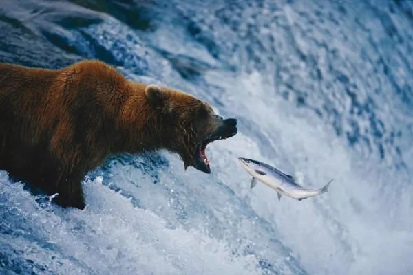 瀕危動物 的攝影 瀕危動物 的攝影