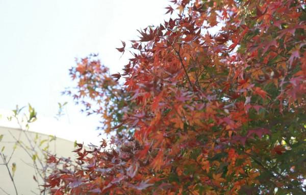 酒莊紅、萱草黃&hellip;&hellip;原來今年的秋冬流行色都在寶山這些公園裡&srarr;