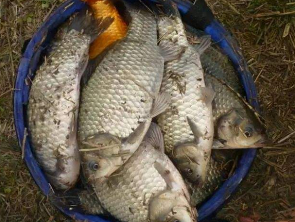 春釣鯽魚用蟲餌還是面餌？一直在爭論，你覺得用哪種餌效果更佳？