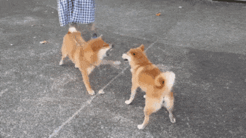 老人遛狗見貓鄰居暖心打招呼,出奇不意的溫暖,給人滿滿的正能量 老人遛狗見貓鄰居暖心打招呼,出奇不意的溫暖,給人滿滿的正能量