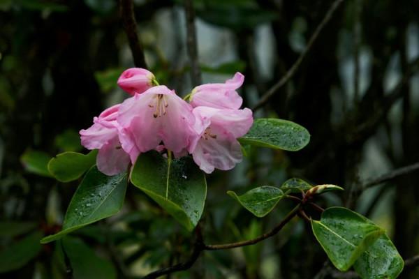 杜鵑花綻放，等你邀約