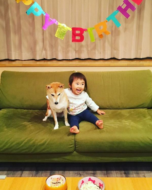 三胎家庭養了7年的柴犬：賣得了萌，帶得了娃，治癒又溫馨