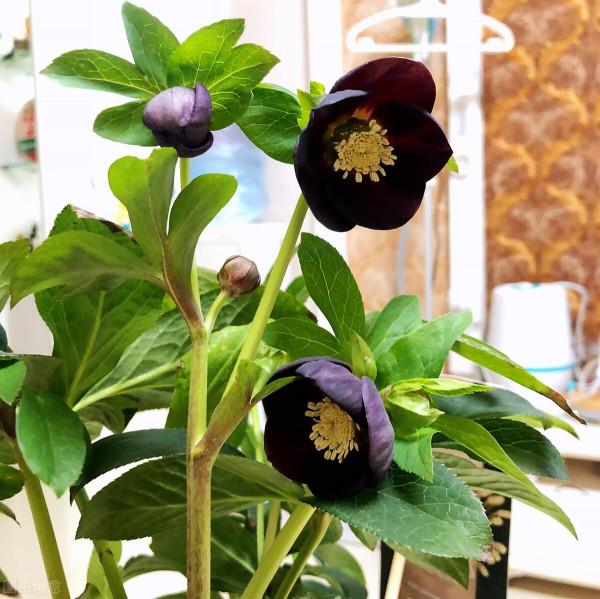 買前看不上,養過後真香!這10種小花草,每一種都是“顏值擔當” 買前看不上,養過後真香!這10種小花草,每一種都是“顏值擔當”