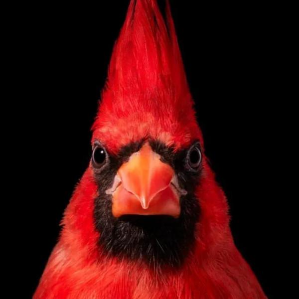 鳥的世界 鳥的天堂