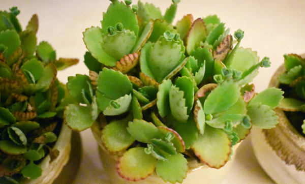 室內盆栽多肉，冬天難養出好顏色？錯，抓住這4點比春秋養得好