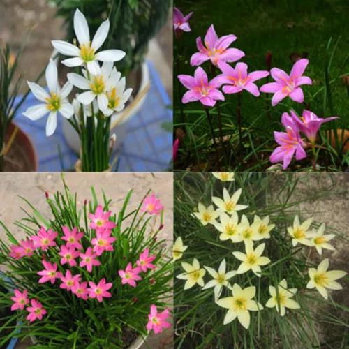 蔥蘭——花開有時（14）