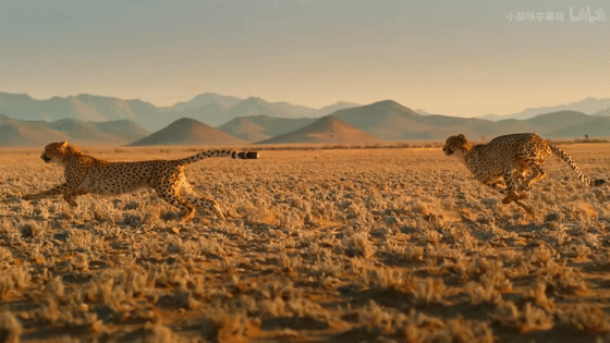 16部超讚自然紀錄片，讓孩子足不出戶看到地球的“真實面目”！