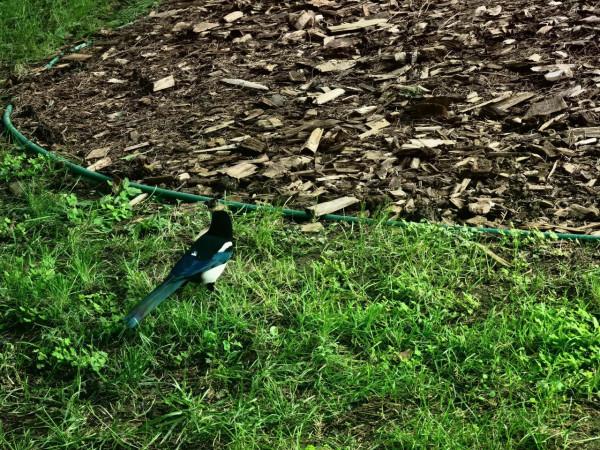 天壇公園的小松鼠 天壇公園的小松鼠