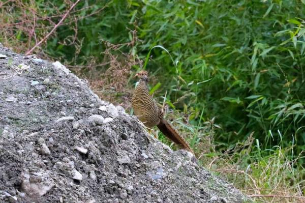 鳳凰的原型就是它!北京野保工作者在四川大熊貓國家公園拍到了 鳳凰的原型就是它!北京野保工作者在四川大熊貓國家公園拍到了
