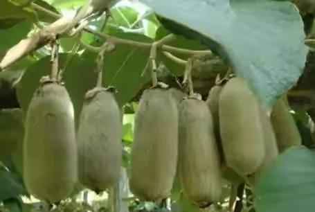 40種野果,滿滿都是兒時的味道 40種野果,滿滿都是兒時的味道