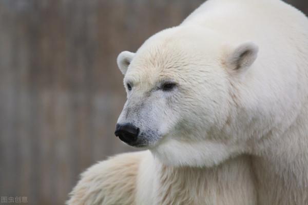 沒有暖氣!動物們都如何過冬呢? 沒有暖氣!動物們都如何過冬呢?