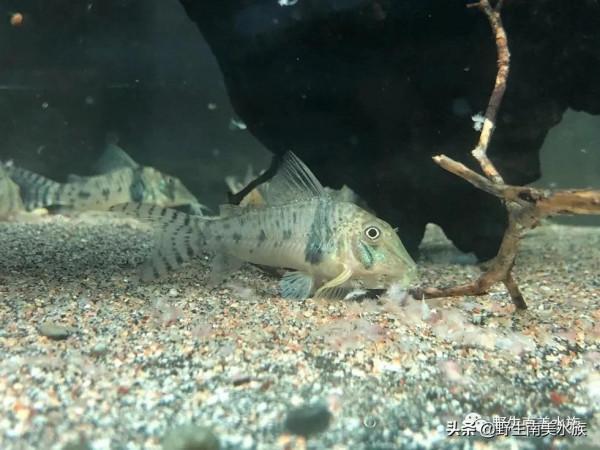 每天認識一種南美魚｜（73）奧西斯鼠