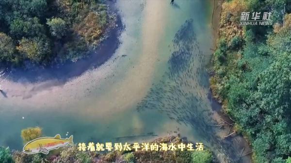 魚中“海歸”大麻哈魚的回家路
