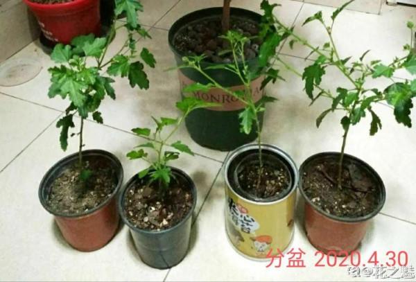 連陰雨天氣，最適合扦插，成活率超高