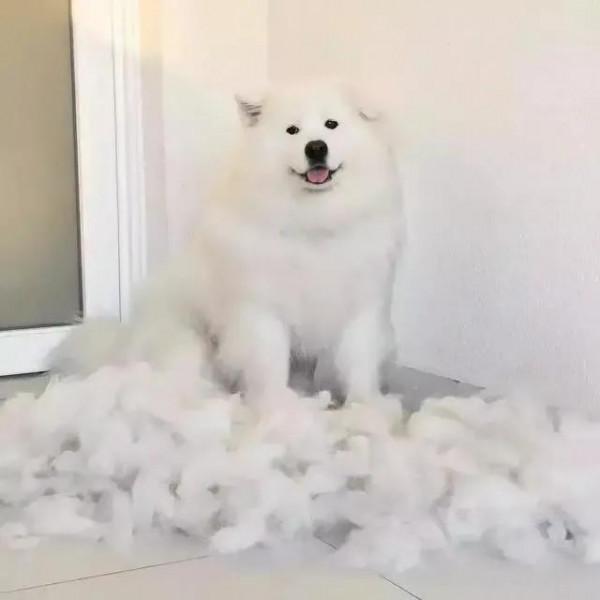 “這狗我不想要了,安樂死了吧!”愛狗可以!養狗,請三思 “這狗我不想要了,安樂死了吧!”愛狗可以!養狗,請三思