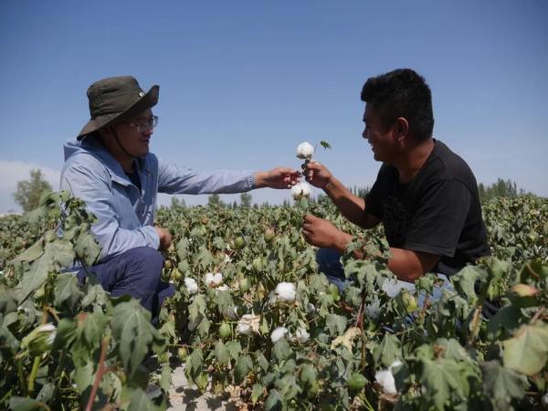 在新疆,兩個90後小夥“玩”轉3000畝棉田 在新疆,兩個90後小夥“玩”轉3000畝棉田