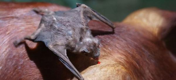 吸血蝙蝠的基因“缺失”,可以幫助他們全靠飲血生存 吸血蝙蝠的基因“缺失”,可以幫助他們全靠飲血生存