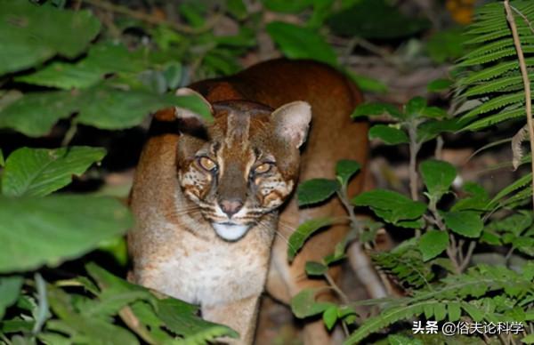 廣西一石山上發現大型貓科動物，會是滅絕的野生華南虎嗎？