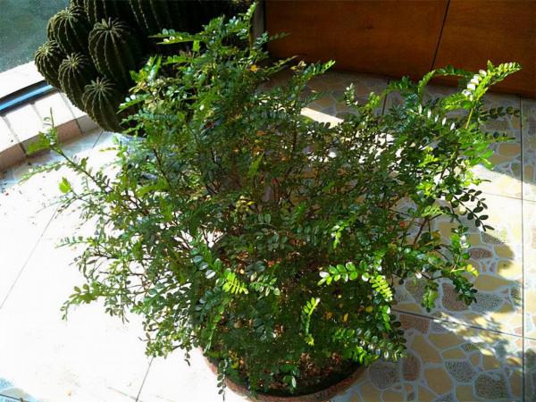 客廳這3棵“養生樹”，棵棵價值高，吸走毒氣釋放氧氣，身體更棒