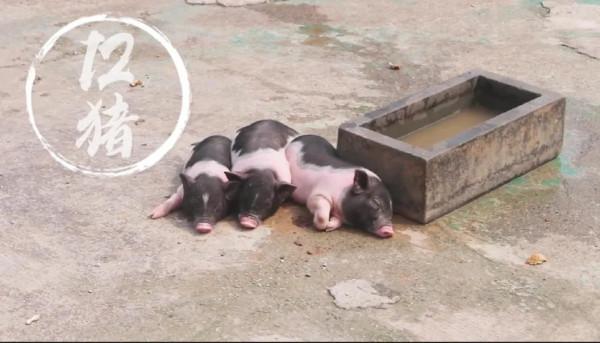 十二生肖輕鬆打油版,精彩多多,趣味多多,歡迎收藏,歡迎轉發 十二生肖輕鬆打油版,精彩多多,趣味多多,歡迎收藏,歡迎轉發