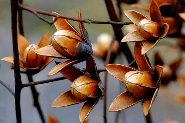 香椿樹結的籽有什麼用?有三大用途,難怪有人專門採收和賺錢 香椿樹結的籽有什麼用?有三大用途,難怪有人專門採收和賺錢