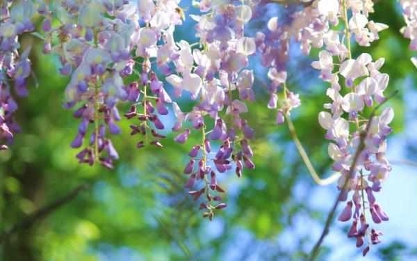 寶釵前世之迷：藤精草怪全靠石頭滋養，人沒修好就妄想做神