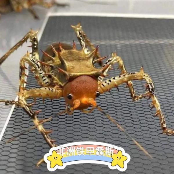 身披鎧甲的小螽斯