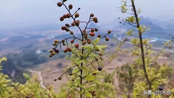 帶你一起回味62種南方野果子,它們是物質匱乏年代小朋友的零食 帶你一起回味62種南方野果子,它們是物質匱乏年代小朋友的零食