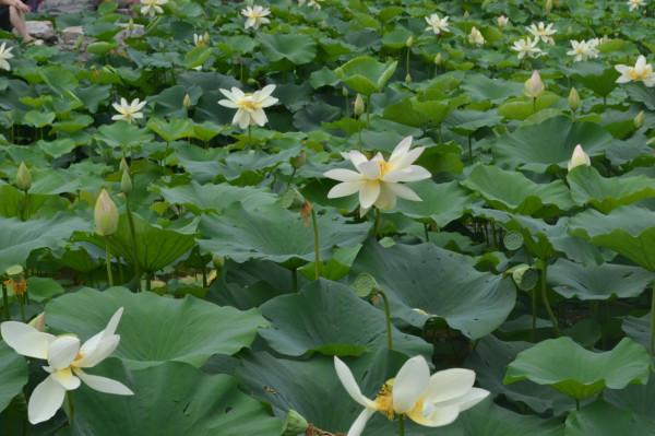 極目望遠（組詩）陝西 張新貴