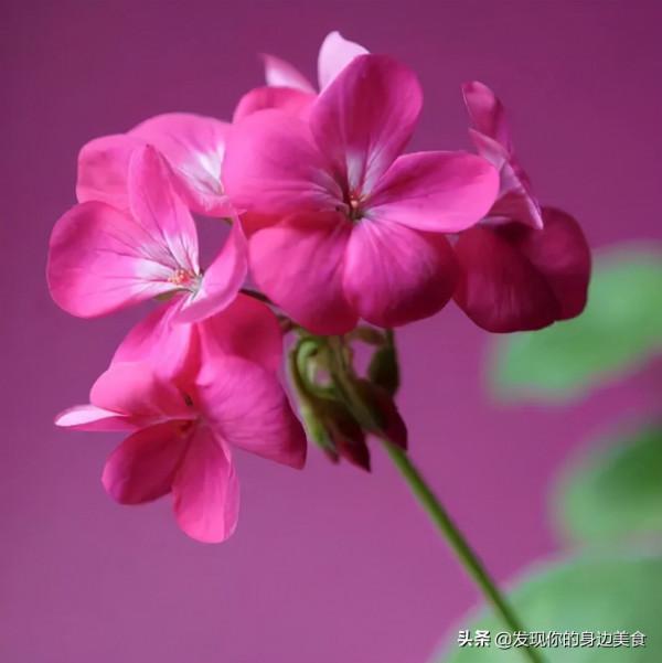 傲霜菊花奪人眼