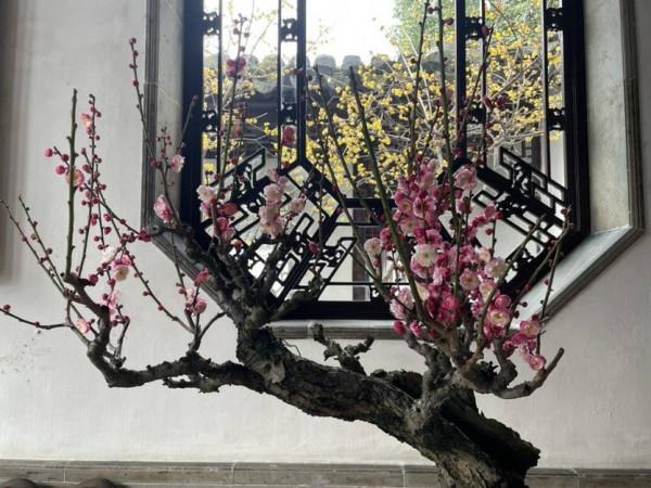 梅花香如故，蘇城這些賞梅好去處可以安排了