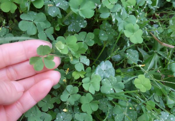 它叫三葉酸,很多人只摘葉吃,卻不知地下藏“水晶蘿蔔”,吃過嗎 它叫三葉酸,很多人只摘葉吃,卻不知地下藏“水晶蘿蔔”,吃過嗎
