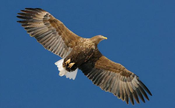 世界上最大的老鷹—安第斯兀鷹 世界上最大的老鷹—安第斯兀鷹